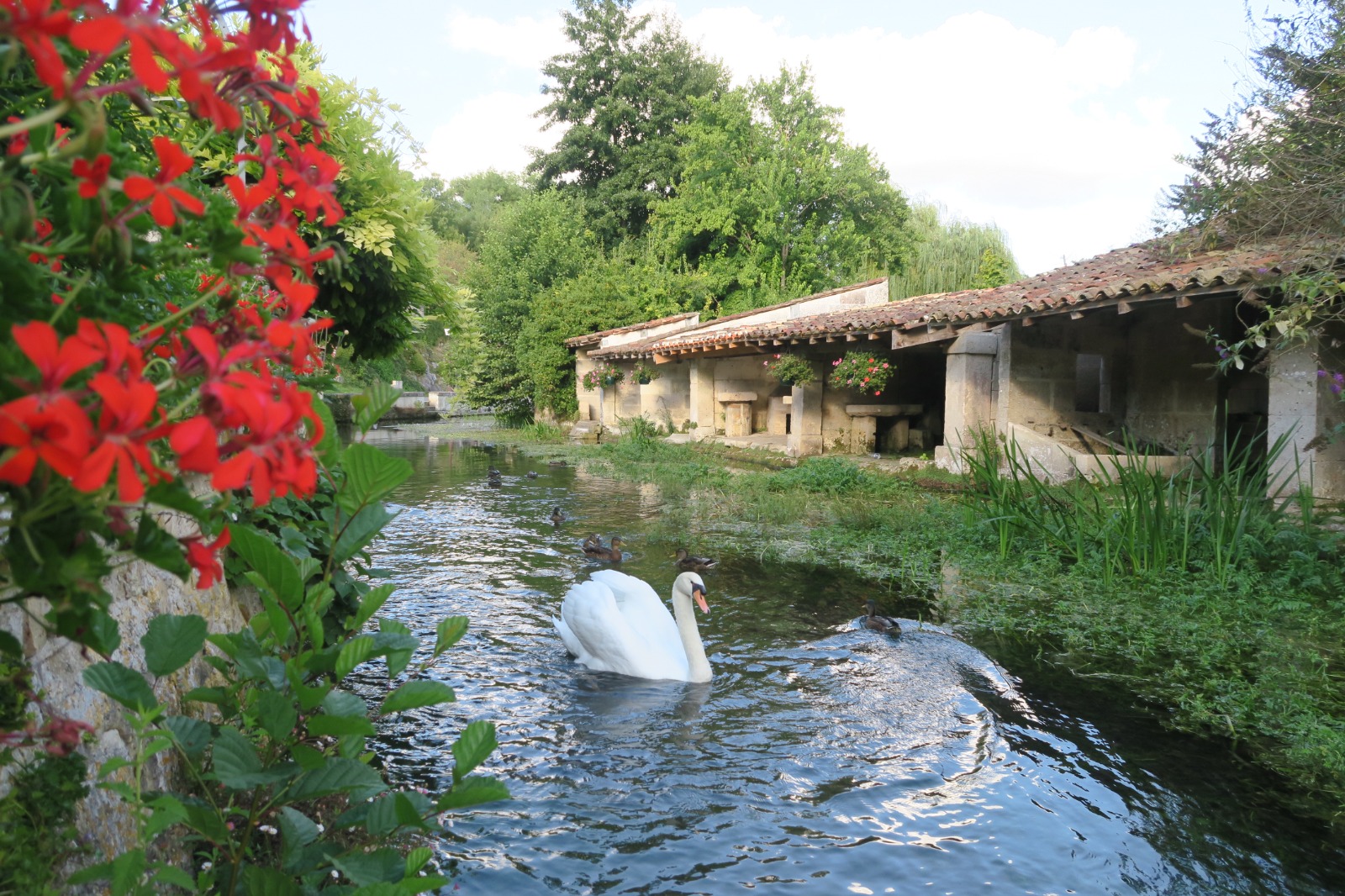 Rivière et cygne à Mouthiers-sur-Boëme